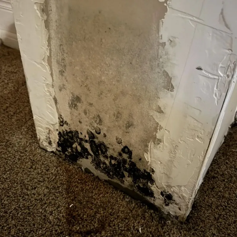 Professional Mold Removal in Duncanville, TX
